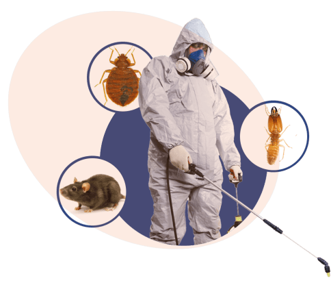 Böcek İlaçlama Hizmeti